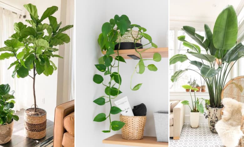  Indoor Plant